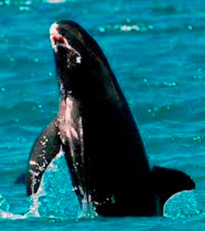 salto orca pigmea