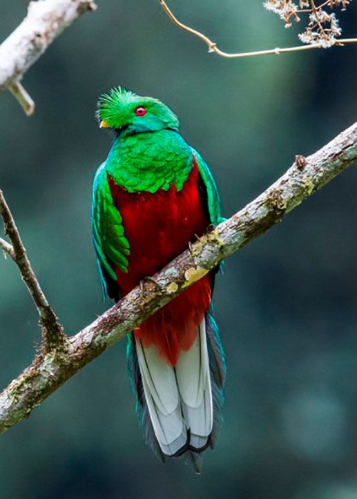 Quetzal Crestado Andino
