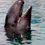 orca negra de colombia