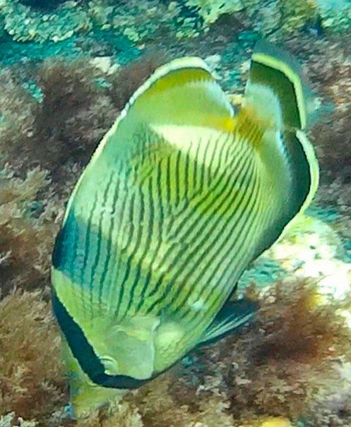 pez mariposa bandado del caribe