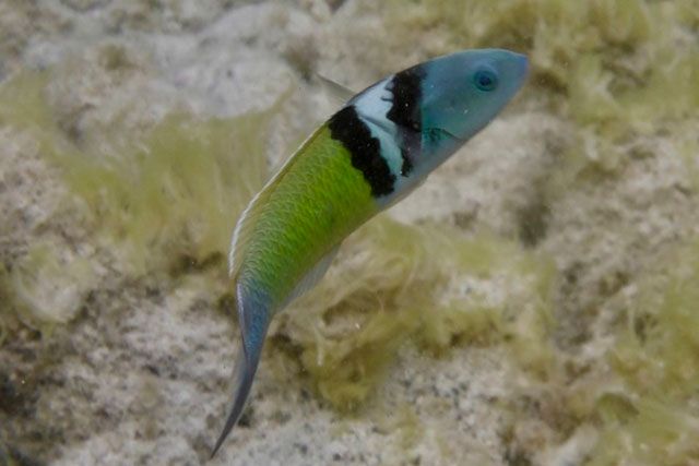 pez cara de cotorra en arrecife