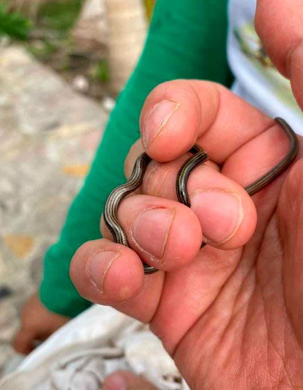 culebra silver snake