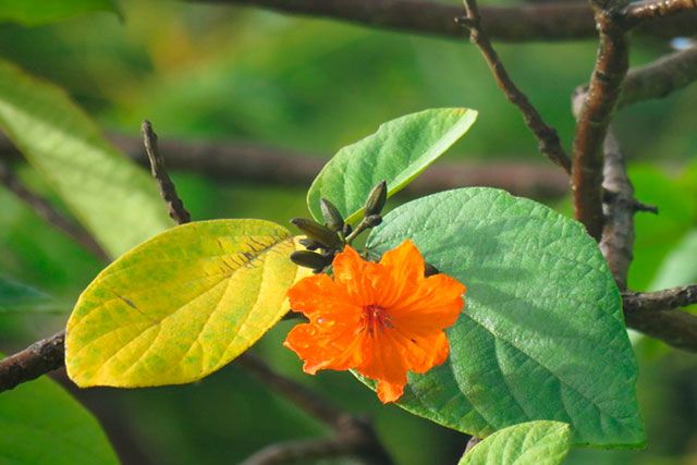 flor Anacahuite