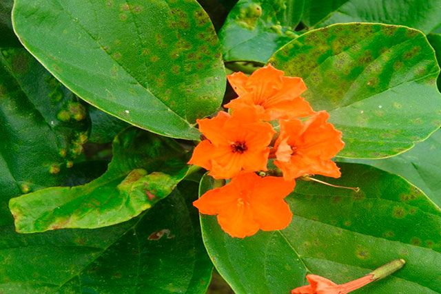 flores Anacahuite Cordia sebestena
