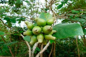 Anacahuita: Árbol frutal medicinal y ornamental - Guía 2024