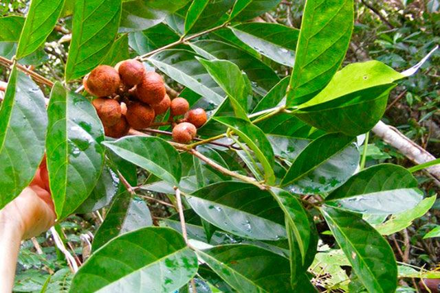 Árbol Guarea glabra