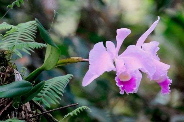 Orquídea Cattleya (Cattleya-trianae)