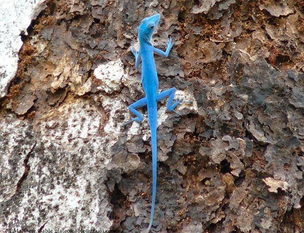 lagarto azul de gorgona