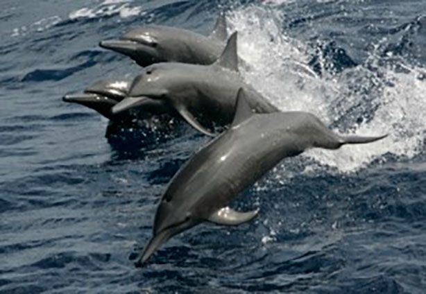 Delfines tornillo