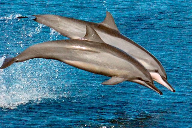 delfines giradores