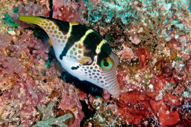 pez globo de las islas caribeñas