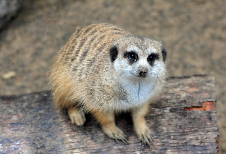 pequeña cria de suricato