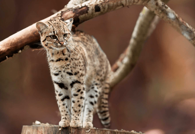 Gato de nariño