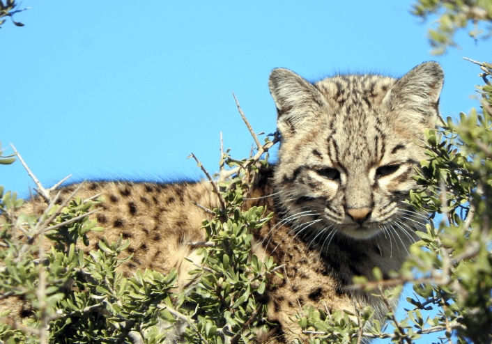 Gato de nariño