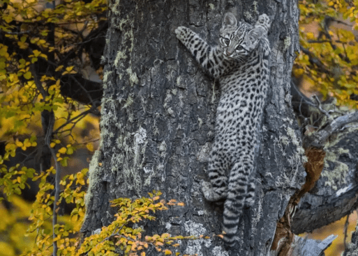 Gato de nariño