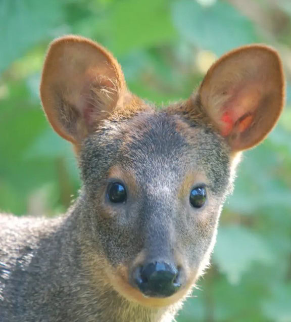 venado conejo