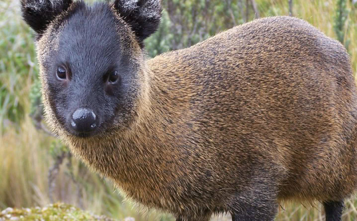 venado conejo