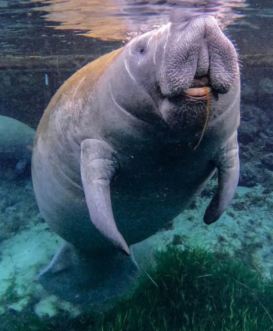 Manati del caribe