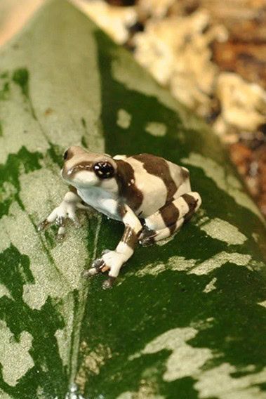 rana lechera del magdalena