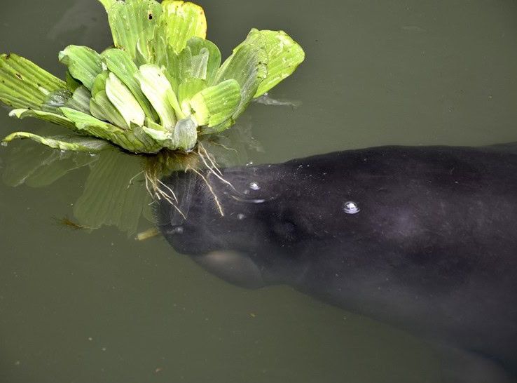 Manati del caribe