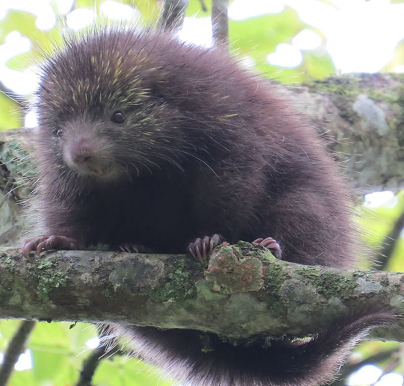 coendou Vestitus