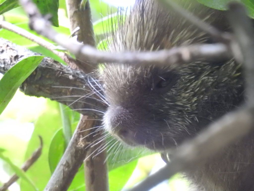 coendou Vestitus