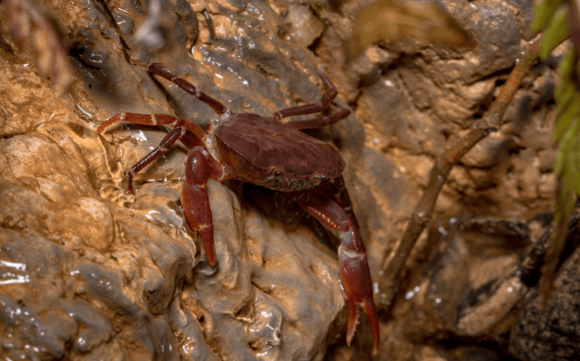 cangrejo cavernicola de santander