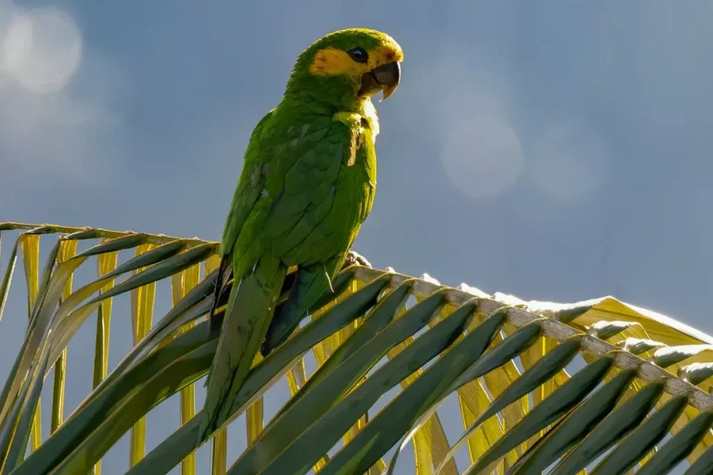 loro orejiamarillo